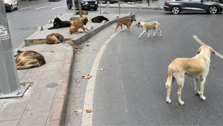 İstanbul’un göbeğinde kuduz şüphesi! Sokak köpeğinin ısırdığı adam hastanede ikinci şoku yaşadı