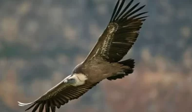 Yaşlı kadın, akbaba saldırısına uğradı, bazı organlarını kaybetti